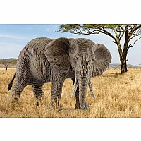 Schleich African Elephant, Female