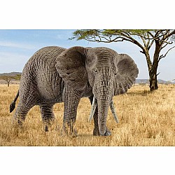 Schleich African Elephant, Female