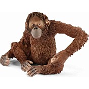 Orangutan, Female