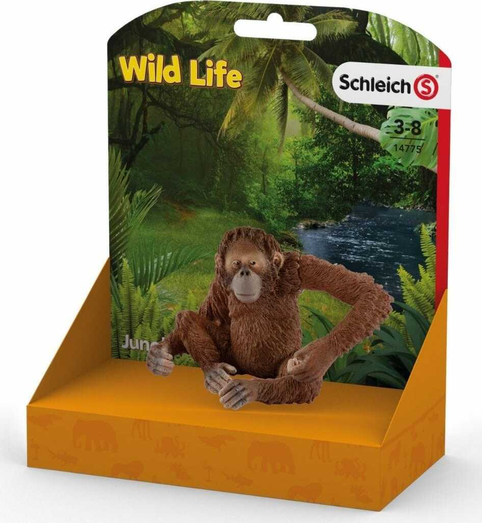 Orangutan, Female