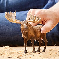 Moose Bull