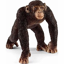 Chimpanzee, Male