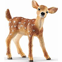 White-Tailed Fawn