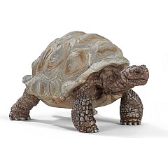 Giant Tortoise