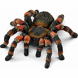 Tarantula