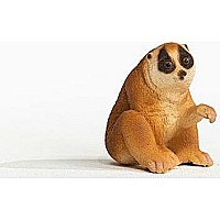 Slow Loris