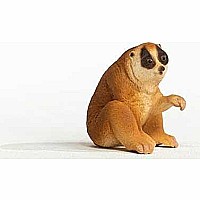 Slow Loris