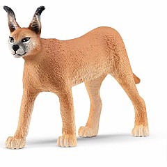 Caracal Female