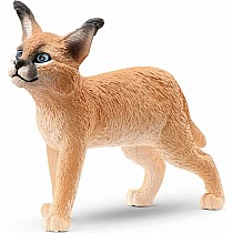 Caracal Baby