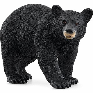 American Black Bear