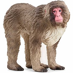 WILD LIFE Japanese Macaque