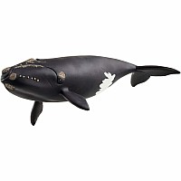North Atlantic Right Whale