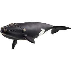 North Atlantic Right Whale