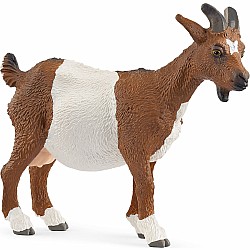 Goat