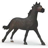 English Throrougbred Mare