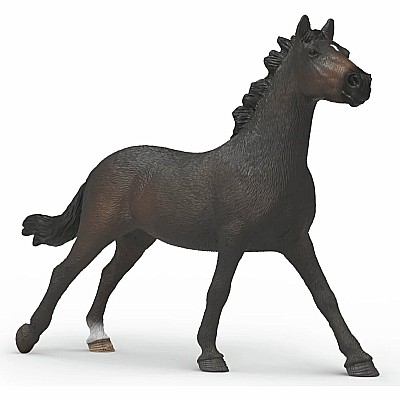 English Throrougbred Mare