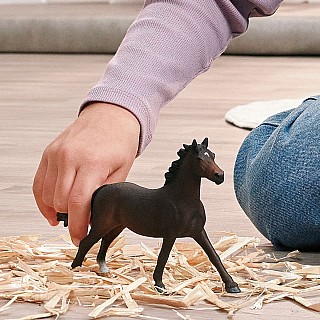 English Throrougbred Mare