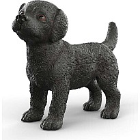 Black Labrador Retriever Puppy