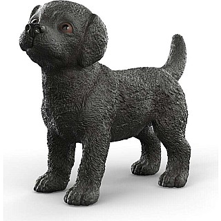 Black Labrador Retriever Puppy