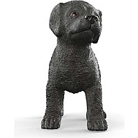Black Labrador Retriever Puppy