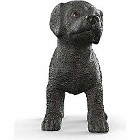 Black Labrador Retriever Puppy