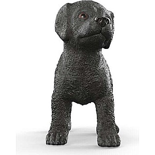 Black Labrador Retriever Puppy