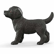 Black Labrador Retriever Puppy