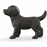 Black Labrador Retriever Puppy