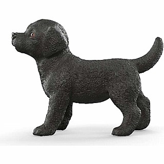 Black Labrador Retriever Puppy