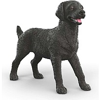 Black Labrador Retriever Female