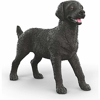 Black Labrador Retriever Female