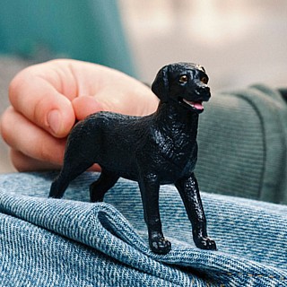 Black Labrador Retriever Female