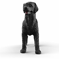 Black Labrador Retriever Female