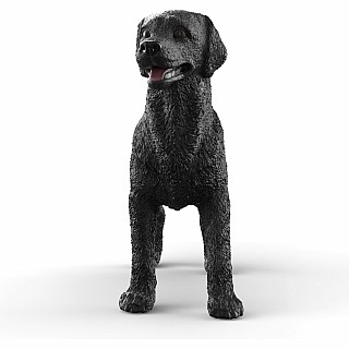 Black Labrador Retriever Female