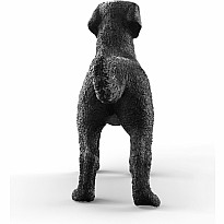 Black Labrador Retriever Female