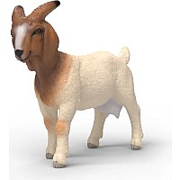 Boer Goat