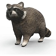 Raccoon