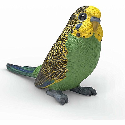 Budgie