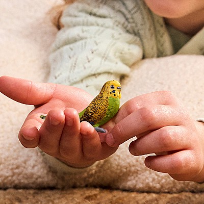 Budgie