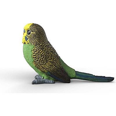 Budgie