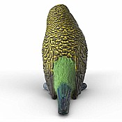 Budgie