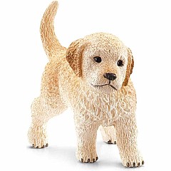Golden Retriever Puppy