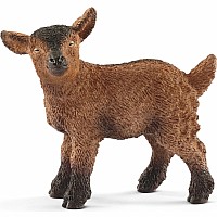 Baby Goat