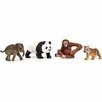 Wild Life Asia Starter Set