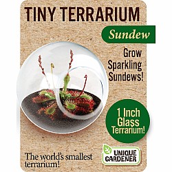 Tiny Terrariums Carnivorous (assorted)