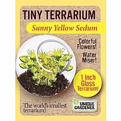 Tiny Terrarium Sedum (assorted)