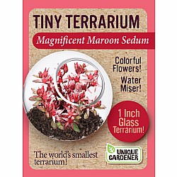 Tiny Terrarium Sedum (assorted)