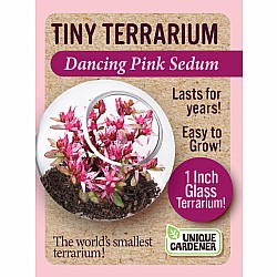 Tiny Terrarium Sedum (assorted)