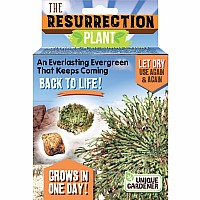 Resurrection Plant (Box)