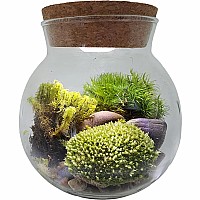 MossBowl